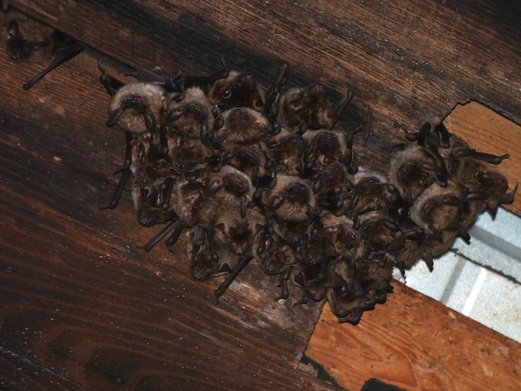 A nursery colony of female Big Brown Bats roosting in a barn roof. Photo by Mary Gartshore