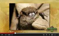 Help Endangered Bats