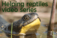 Helping endangered reptiles
