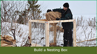 Build a Nesting Box