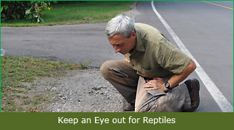 Keep an Eye out for Reptiles