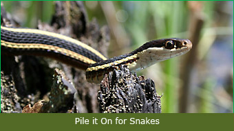 Pile it On for Snakes