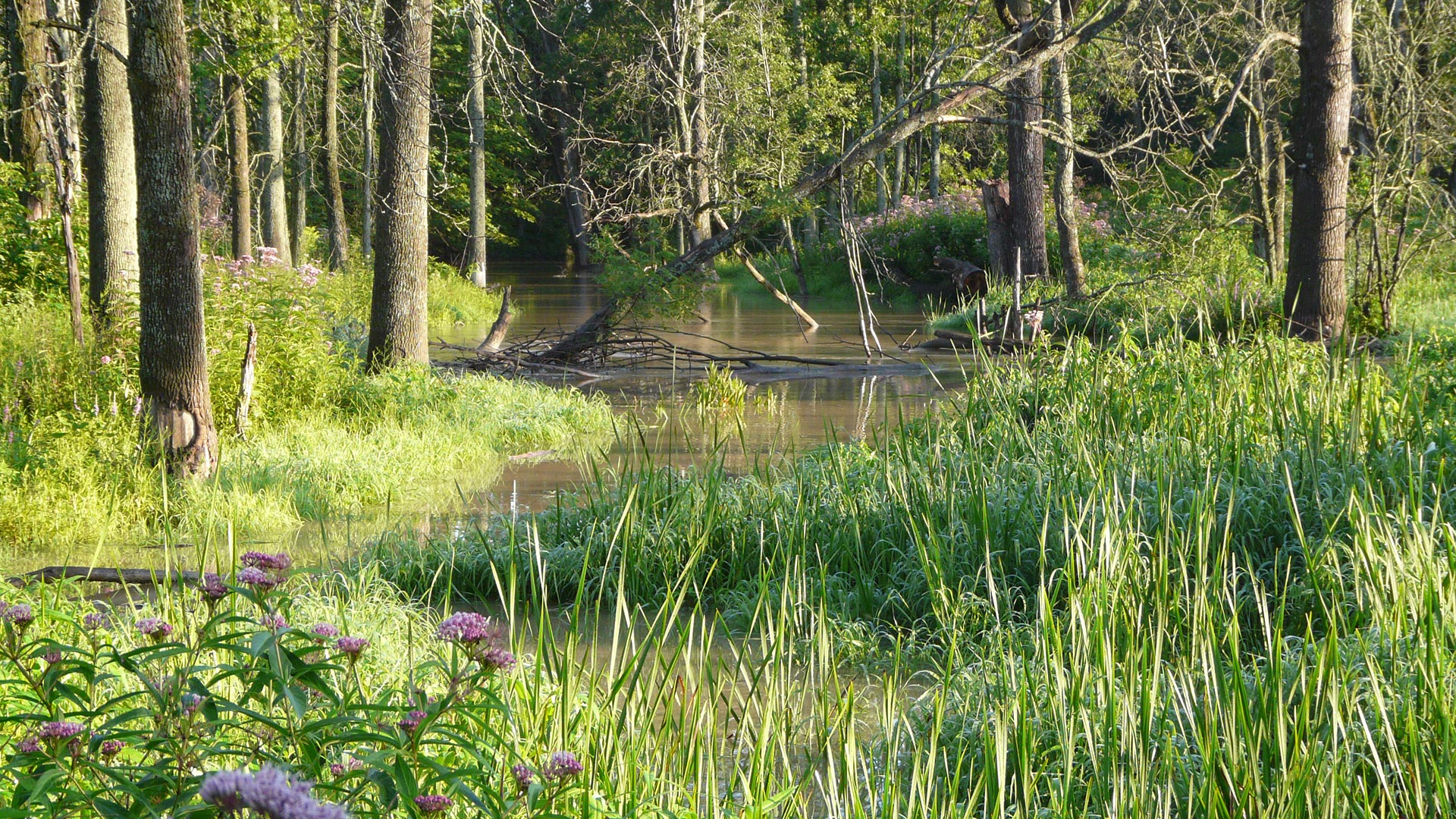 Long Point Basin Land Trust Conserving nature in the heart of Carolinian Canada