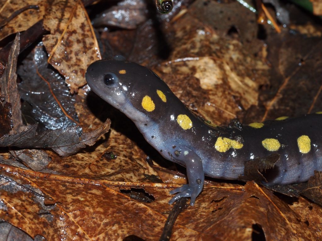 Adult Yellow-spotted Salamanders emerge on rainy spring nights to breed in forest ponds. Photo by Mary Gartshore