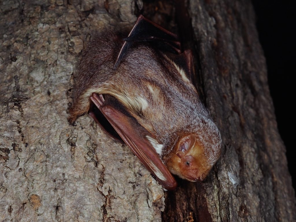Female Eastern Red Bat – a common tree bat that may hibernate in leaf litter on the forest floor. They roost in high up in tree leaves during summer. They may produce up to five pups but average three