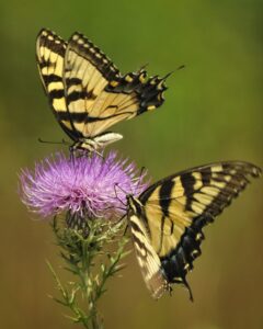 Two yellow and black Tiger Swallotwail butterflies on thistle flower
