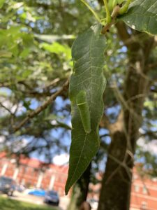 Green tiger swallowtail caterpillar on leaf
