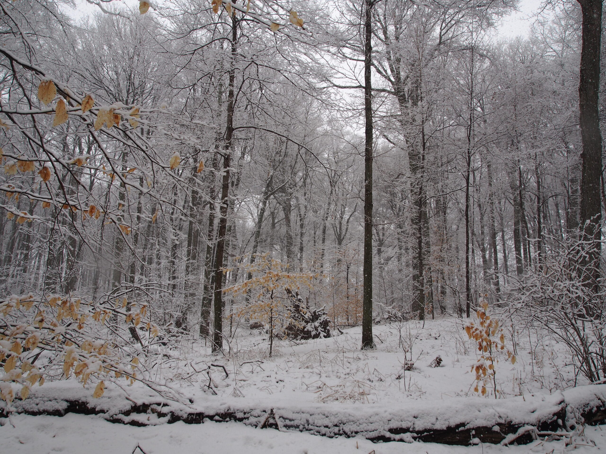 Long Point Basin Land Trust Conserving nature in the heart of Carolinian Canada