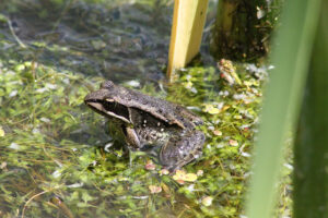 Wood Frog in pond
