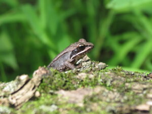 small Wood Frog on rock