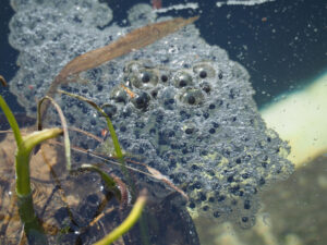 Frog eggs in water