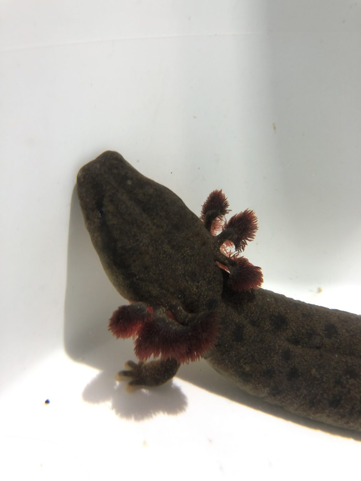 Species of the Month – Mudpuppies – September 2023 – Long Point Basin ...