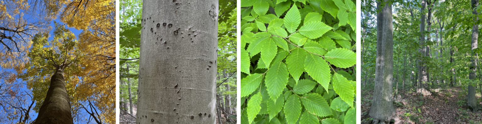 American Beech – Long Point Basin Land Trust