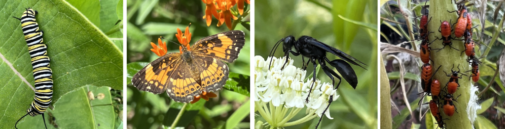 Long Point’s Insects – Long Point Basin Land Trust