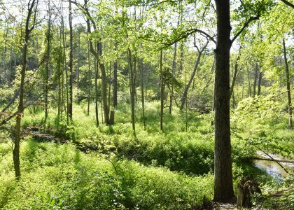 Big Picture Conservation for Little Creatures in Norfolk County, Southern Ontario’s Crown Jewel Big Picture Conservation for Little Creatures in Norfolk County, Southern Ontario’s Crown Jewel
