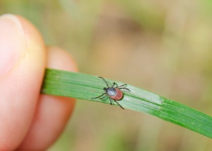 Fall Tick Safety: Stay Tick-Aware Outdoors